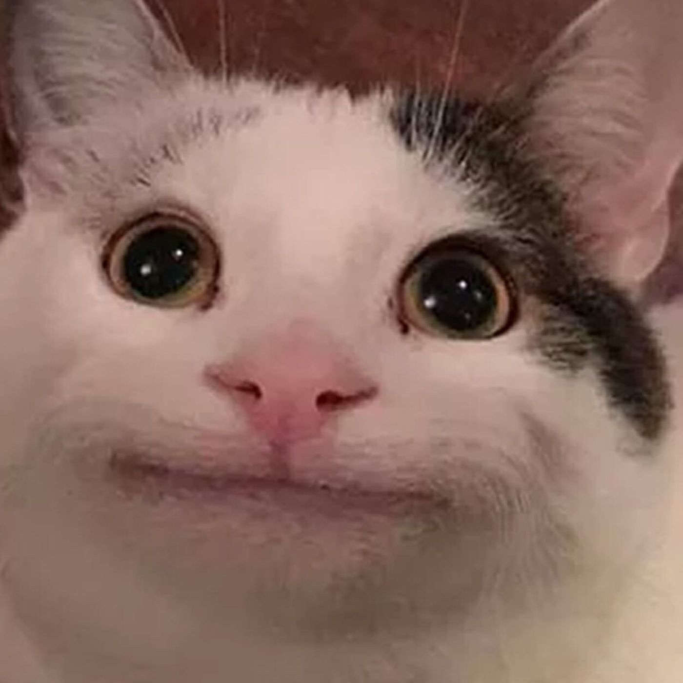 shpikacha14