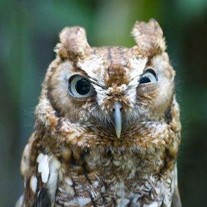 Scops_owl avatar