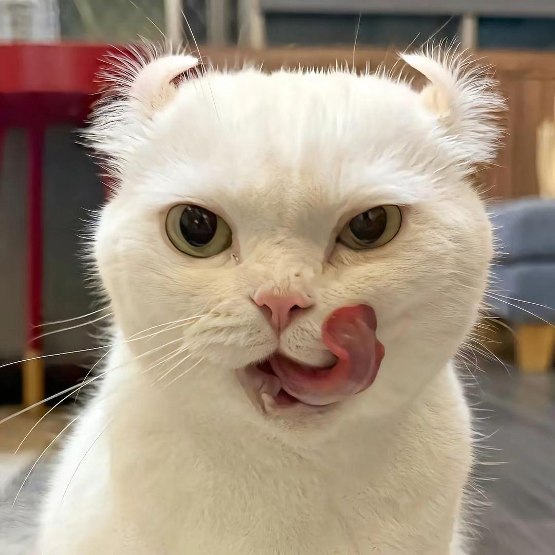 -1fox avatar