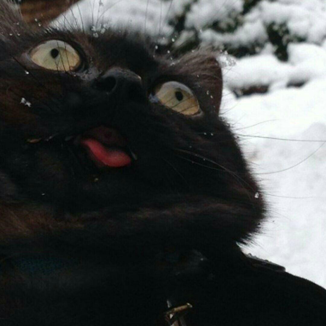 -zapara- avatar