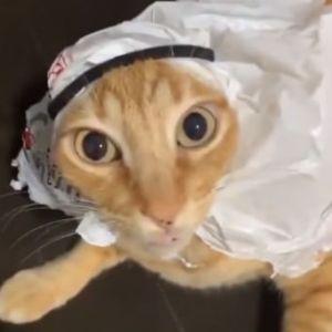 Player Dubai_Cat avatar