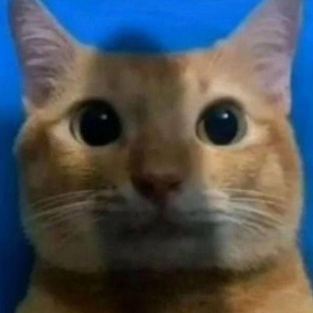 oleg-kamen avatar
