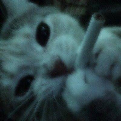 1nfoZ23 avatar