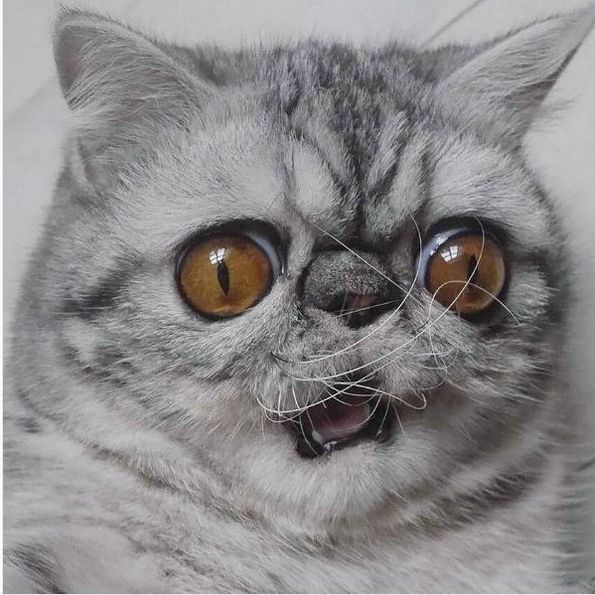 Kotzilla FACEIT avatar