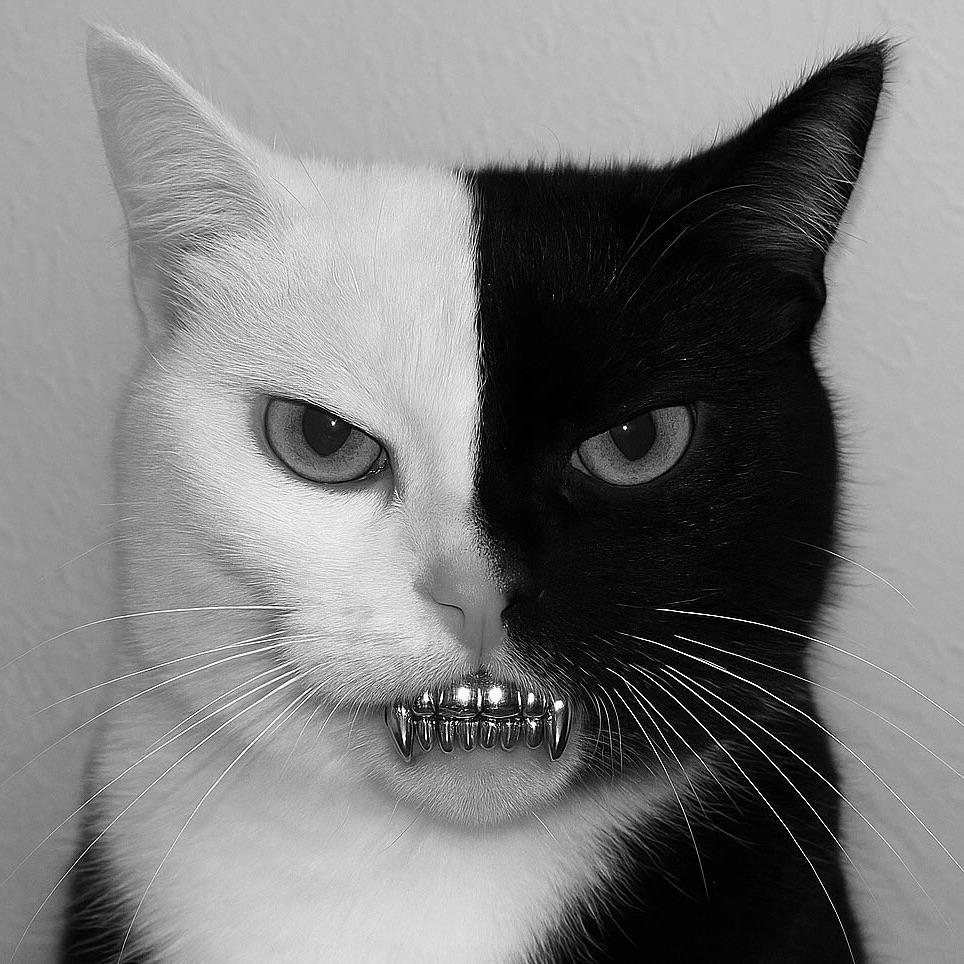 TOXAKTOTAM avatar