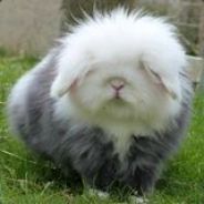 Jaykee-