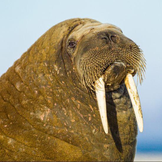 FrosT_Walrus