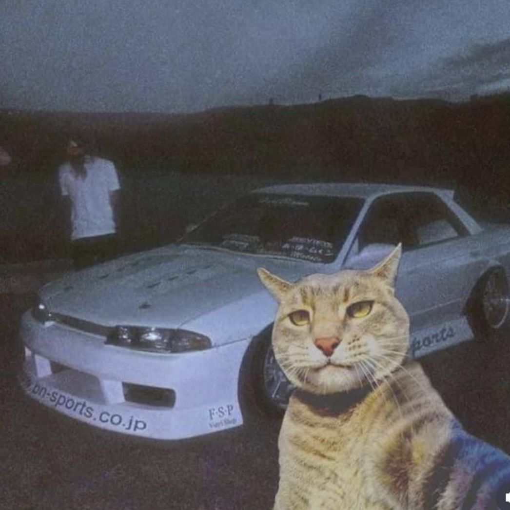 kotik_chet