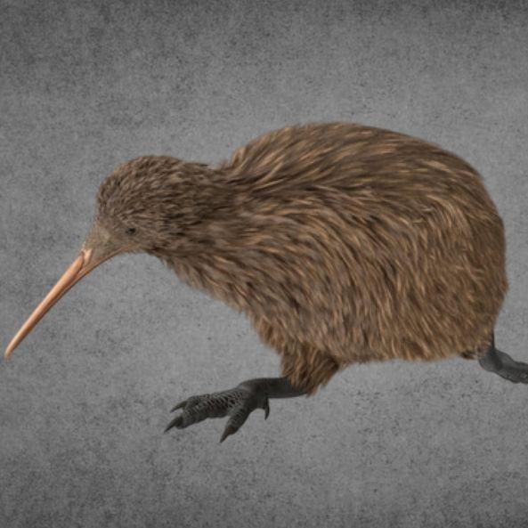 _apteryx_ avatar