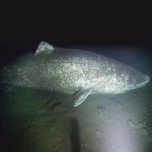 olotila
