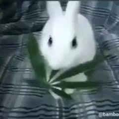 spuritarab1