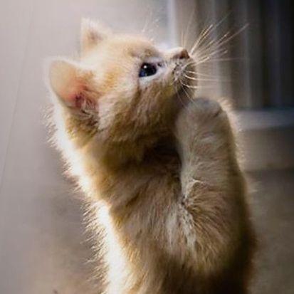 kittyangel