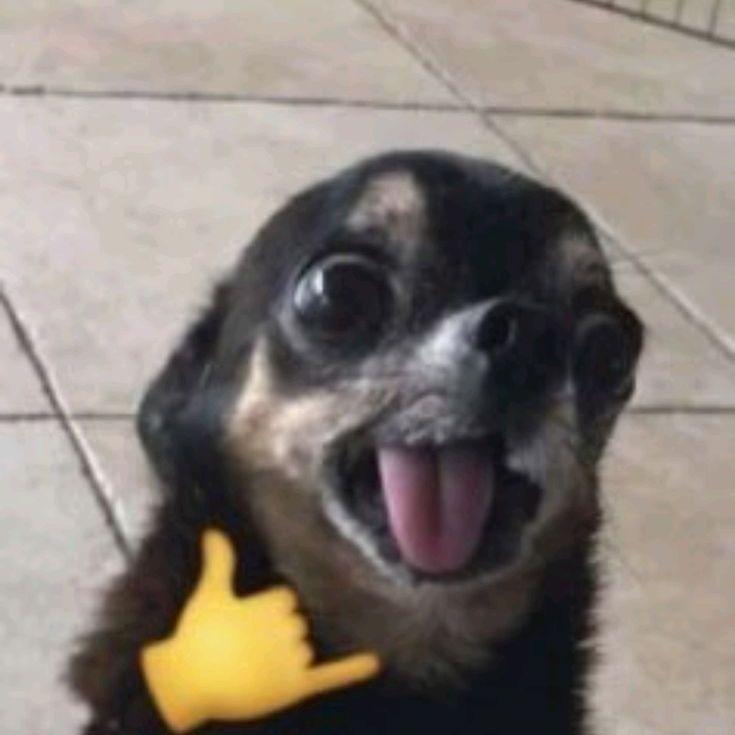 Netroo avatar