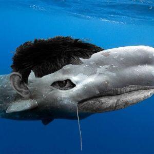 Trolik363 avatar