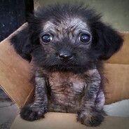 Bark-Dogging avatar