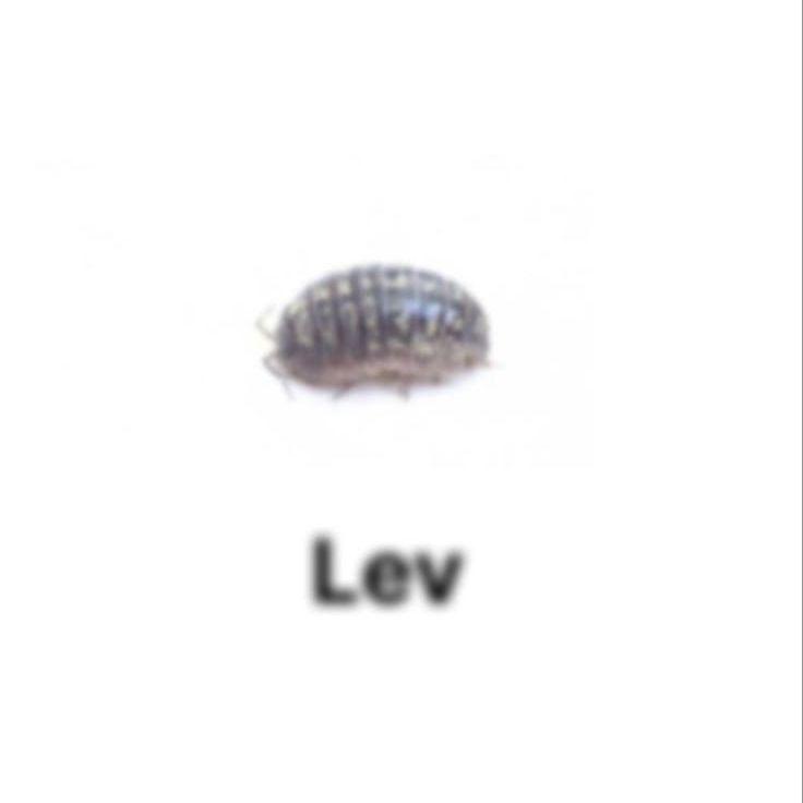 k3yzol avatar