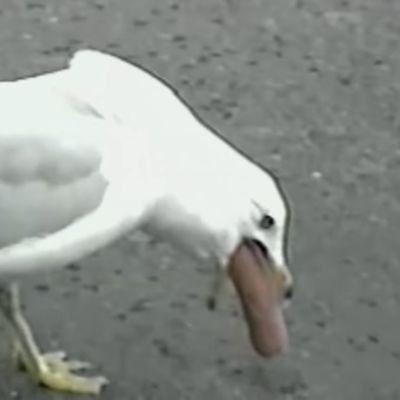 Player SeagullGag avatar