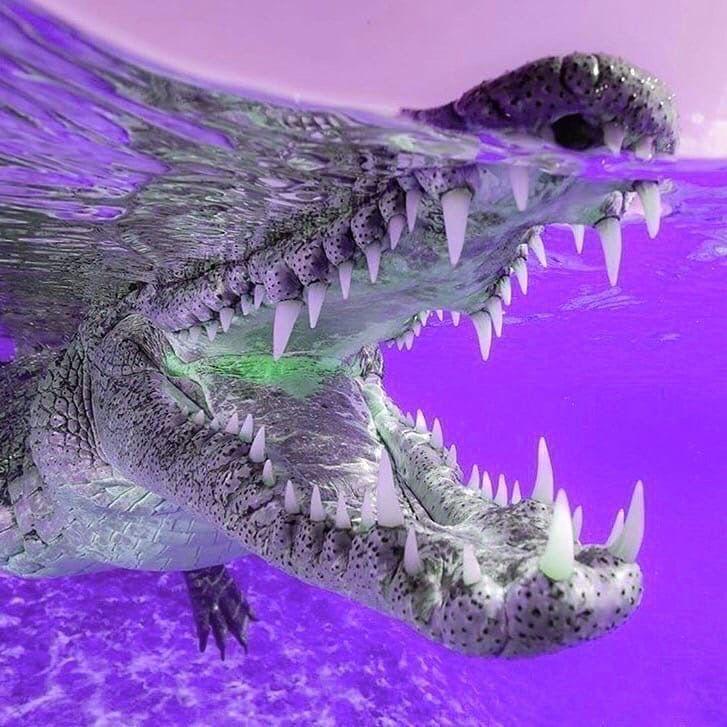 DR86 avatar