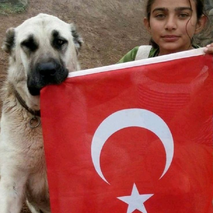 OttomanGuardian