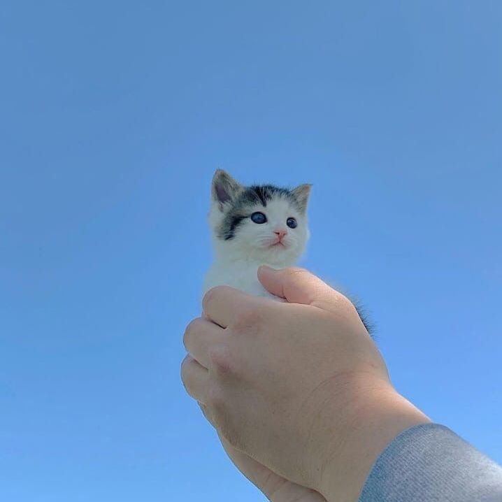 blessed_Cat