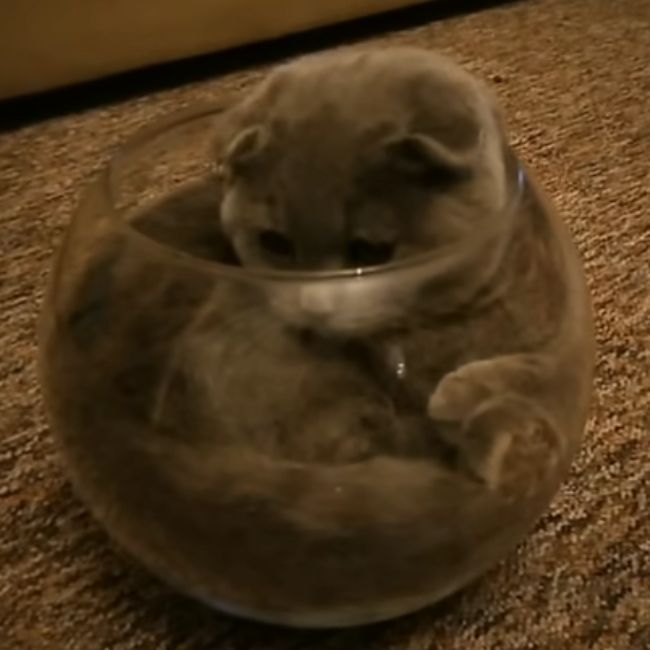 Cat in the Fish Bowl