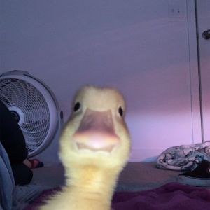 Lundgaaaard
