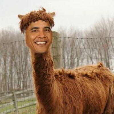 ObamaLama69 avatar