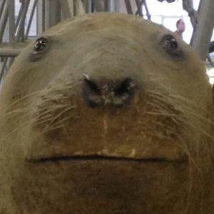 Qwopini avatar