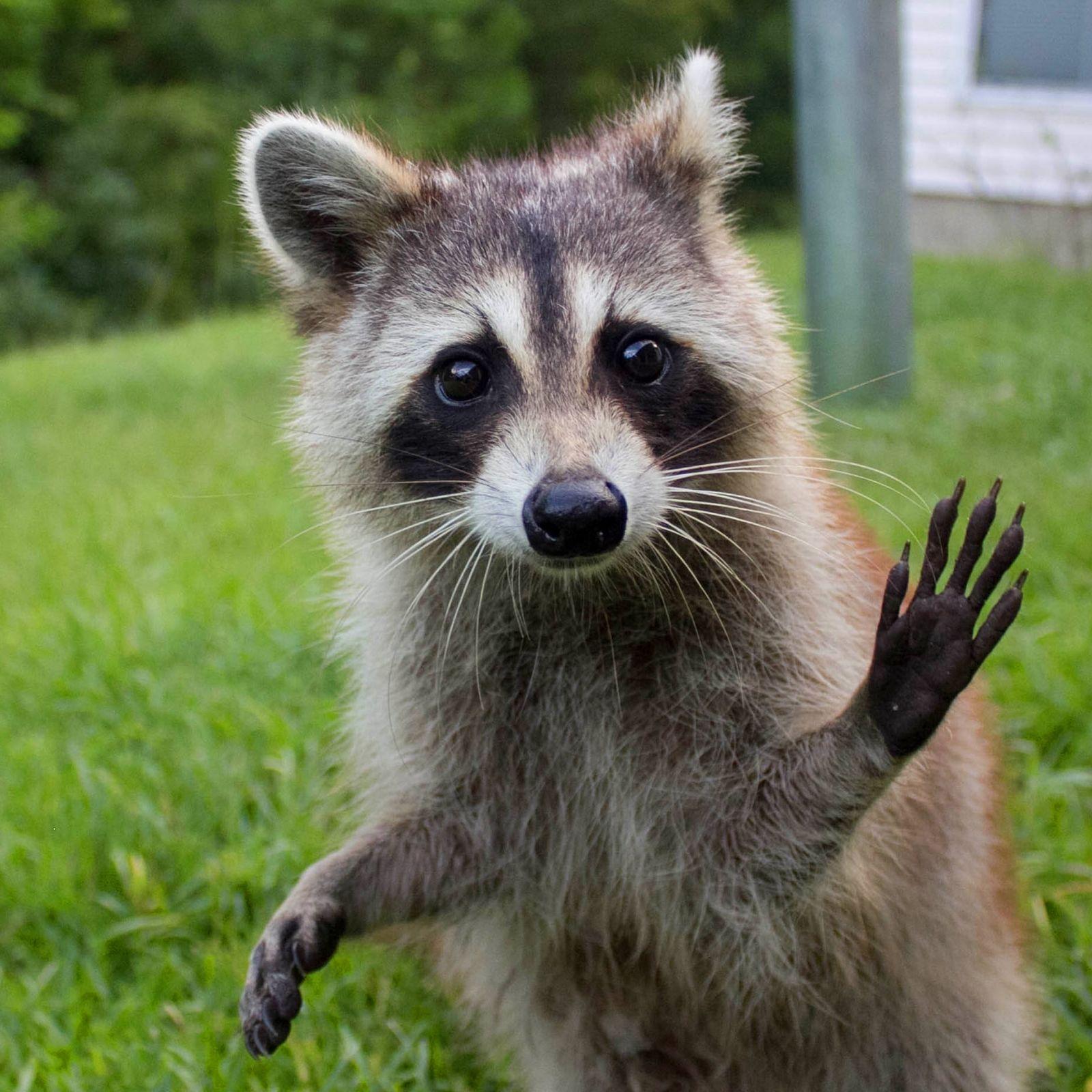 Racoon_ avatar