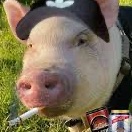 sad_boar