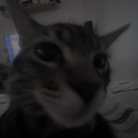 ChepyshiIa avatar