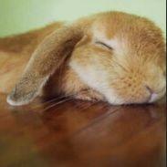 SleepyRabblt avatar