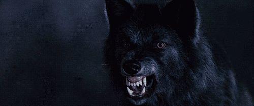 Romewolf
