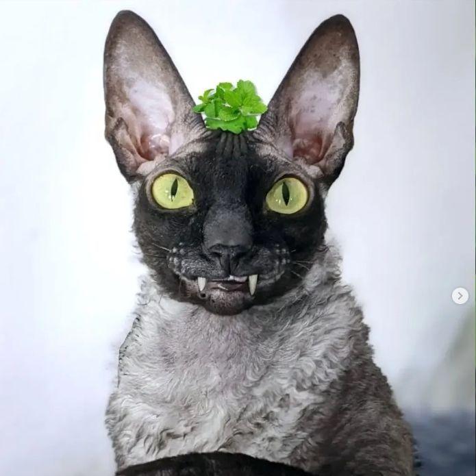 Feng0d avatar