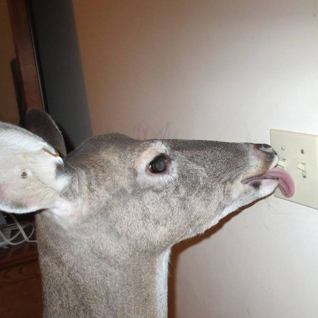 team_Oh-Deer