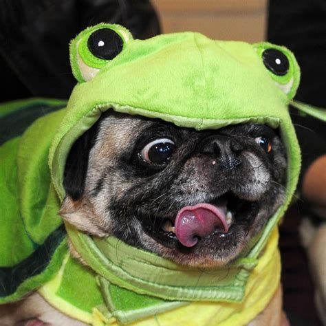Doggo1999