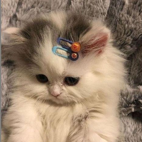 _Balamutik_ avatar
