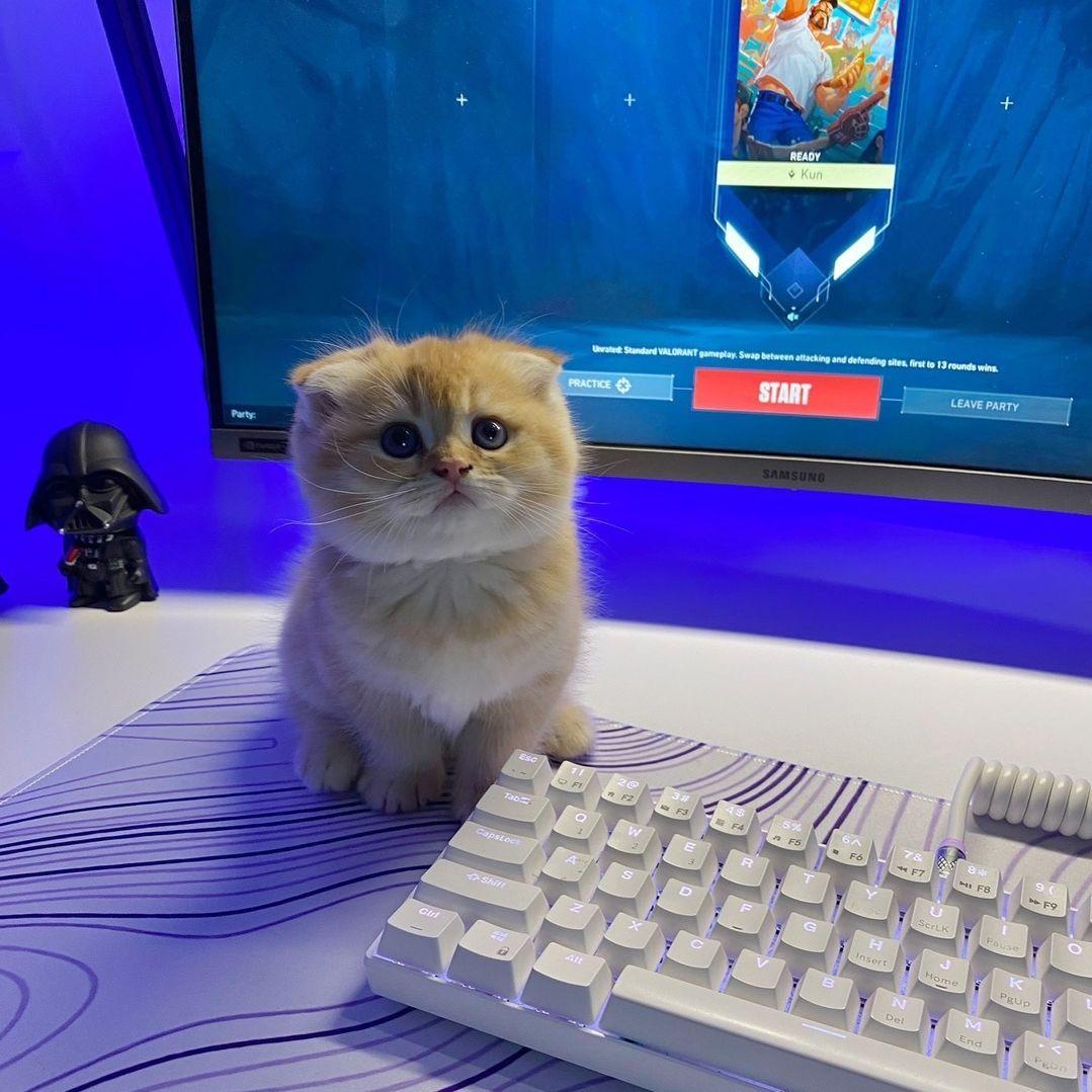 ry0kio avatar