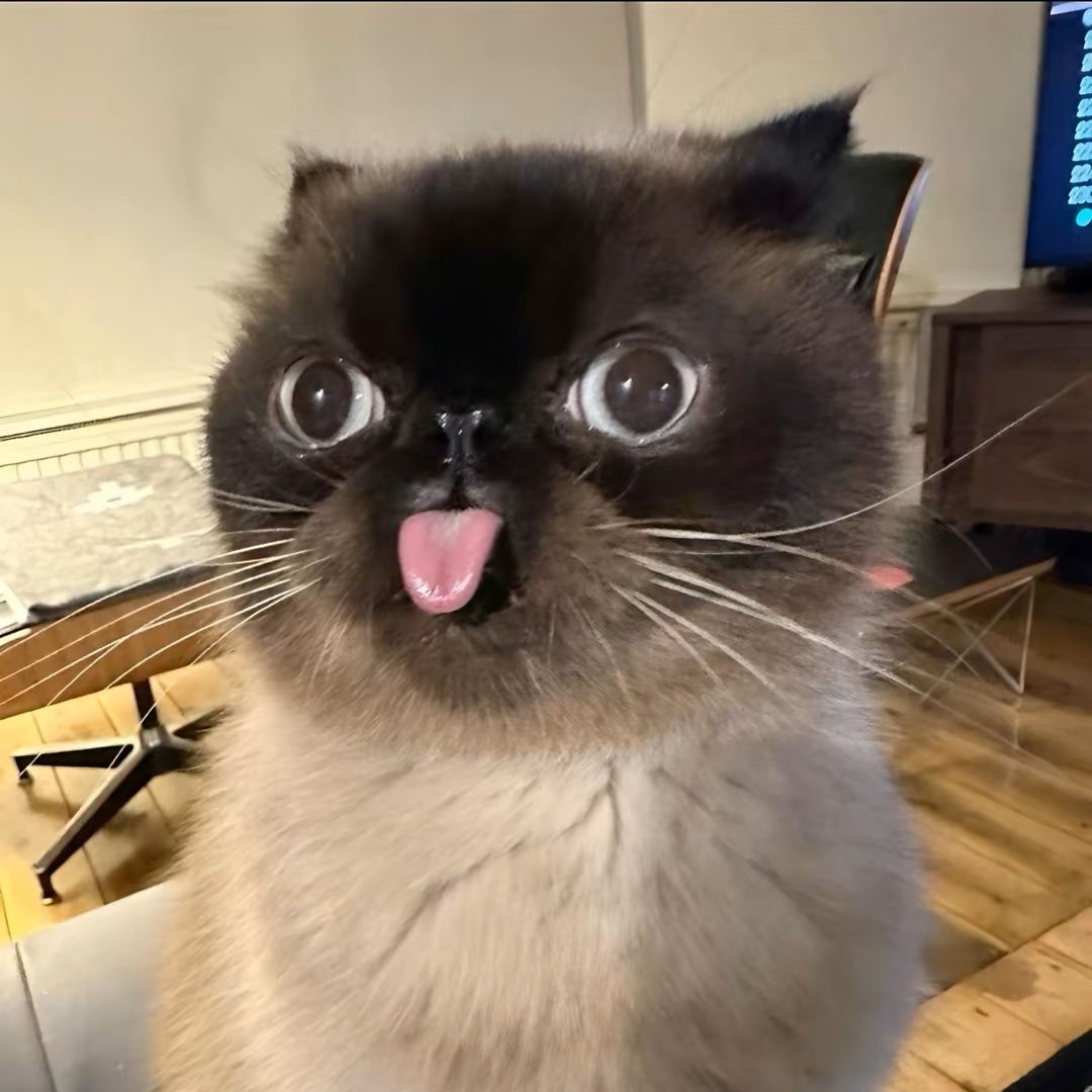 Perojek