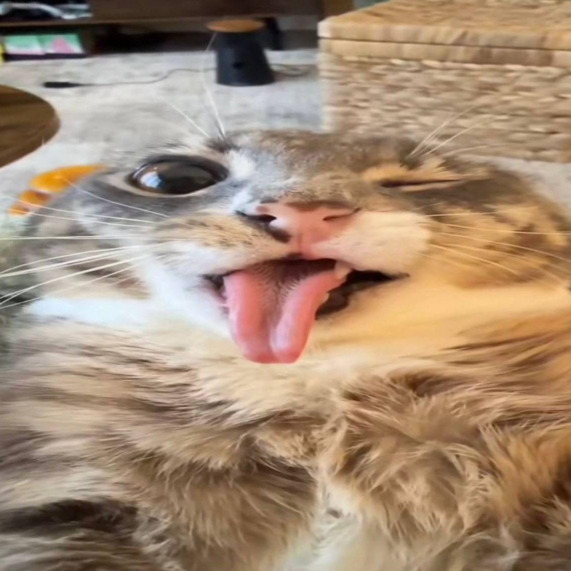 TaB3_k0t1k avatar