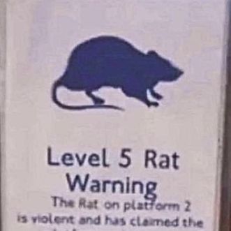 Level 5 Rats