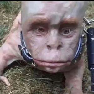 Bilgo avatar