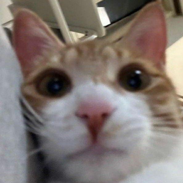 7evenstreakk avatar