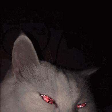 sindel avatar