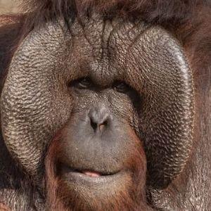 Orangutangs
