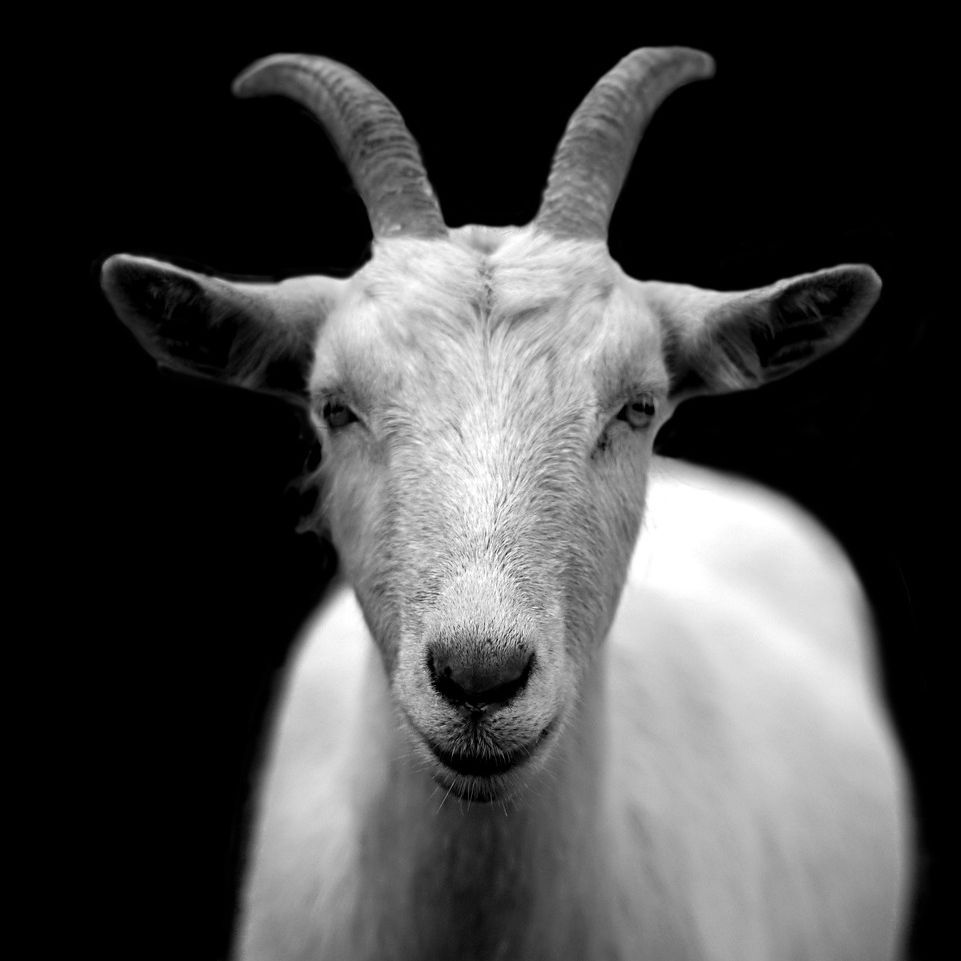 GoatyGoaaat