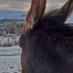 Donkeystn avatar