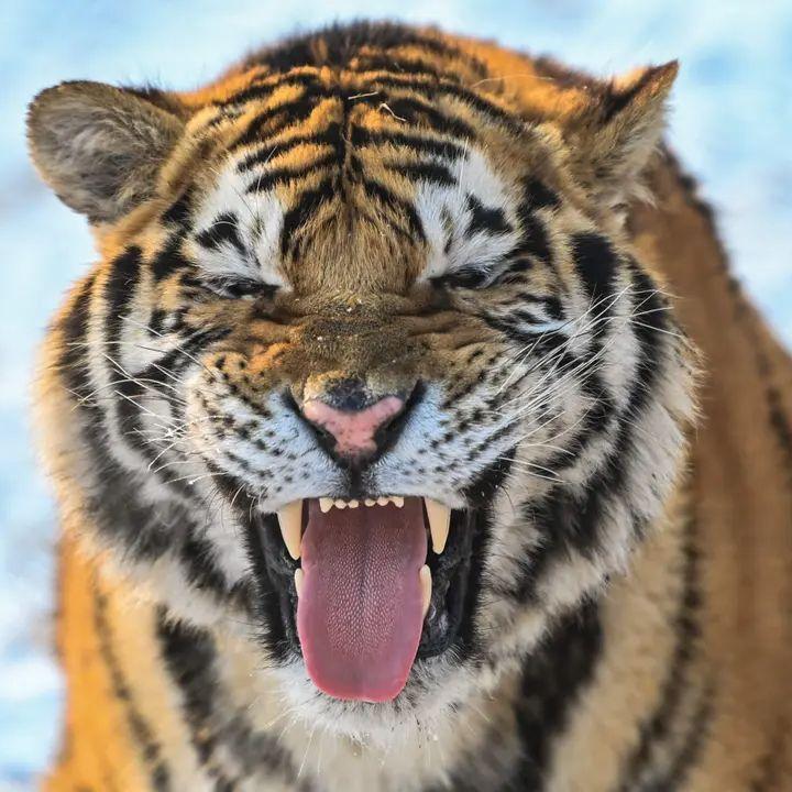 Player Tiger1336 avatar