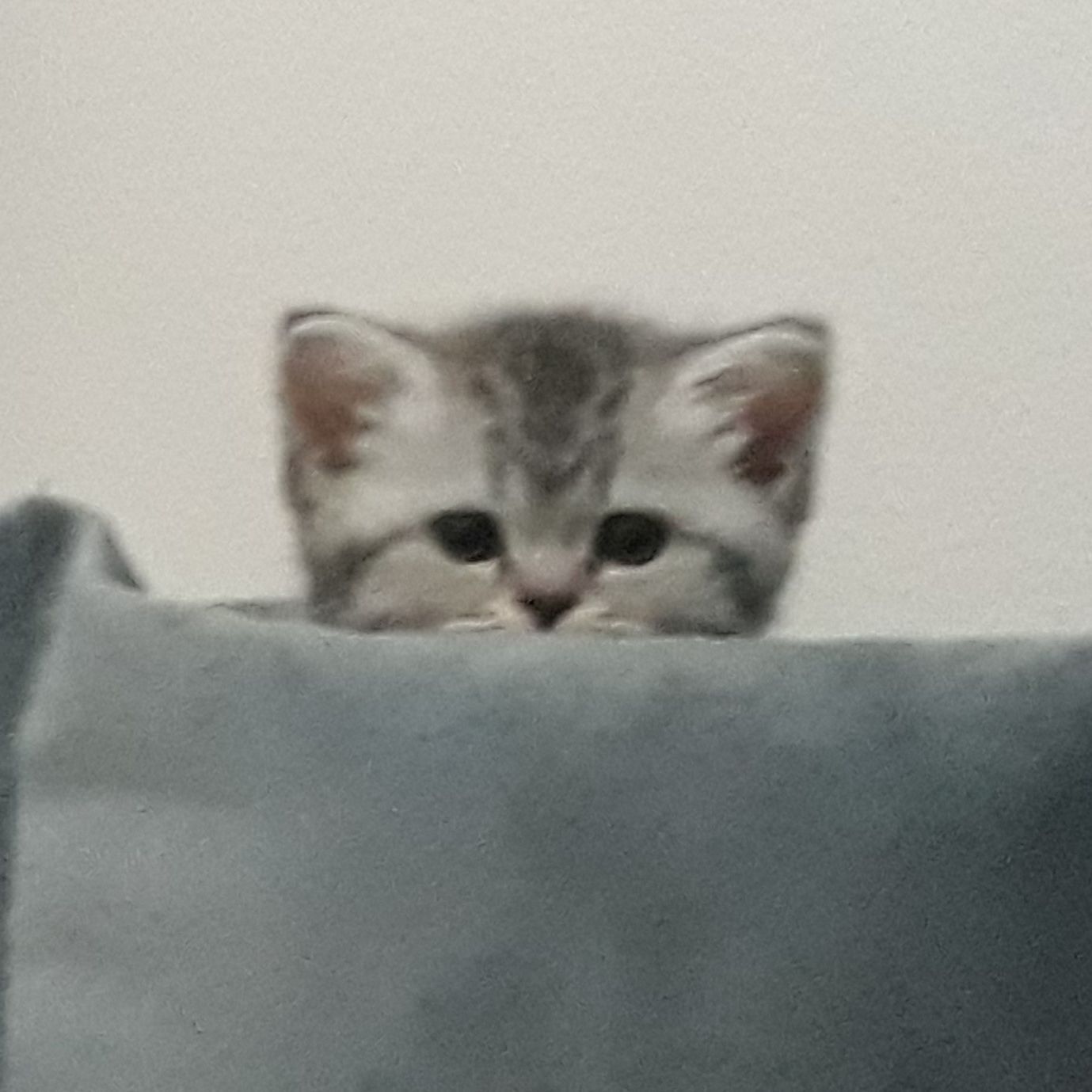 Me-ow1