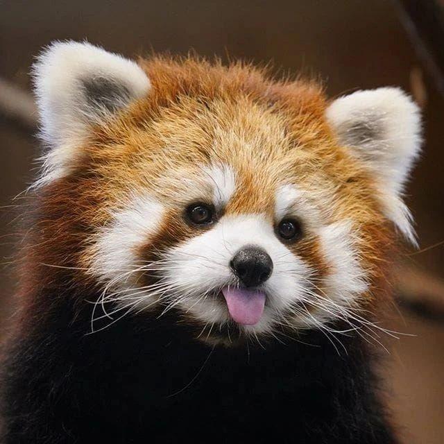 Wondoros avatar